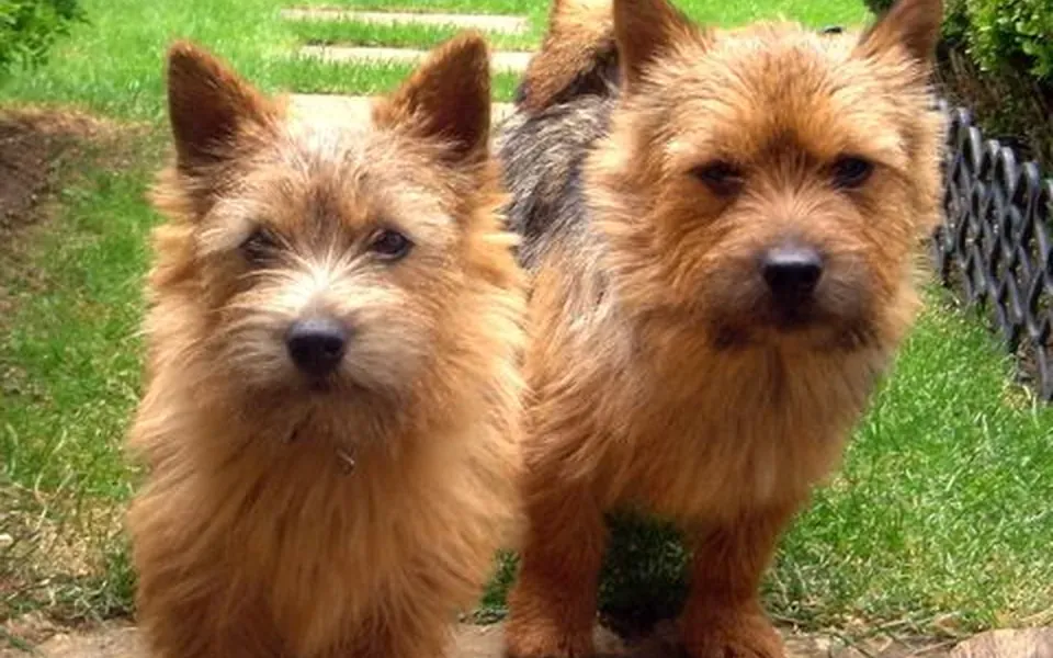 Norwich Terrier, photographie de la race