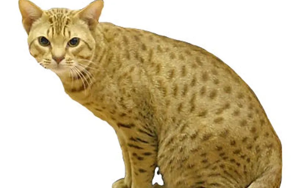Ocicat, photographie de la race
