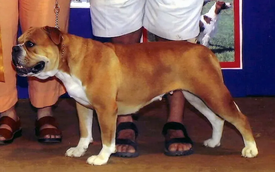 Olde English Bulldogge, photographie de la race