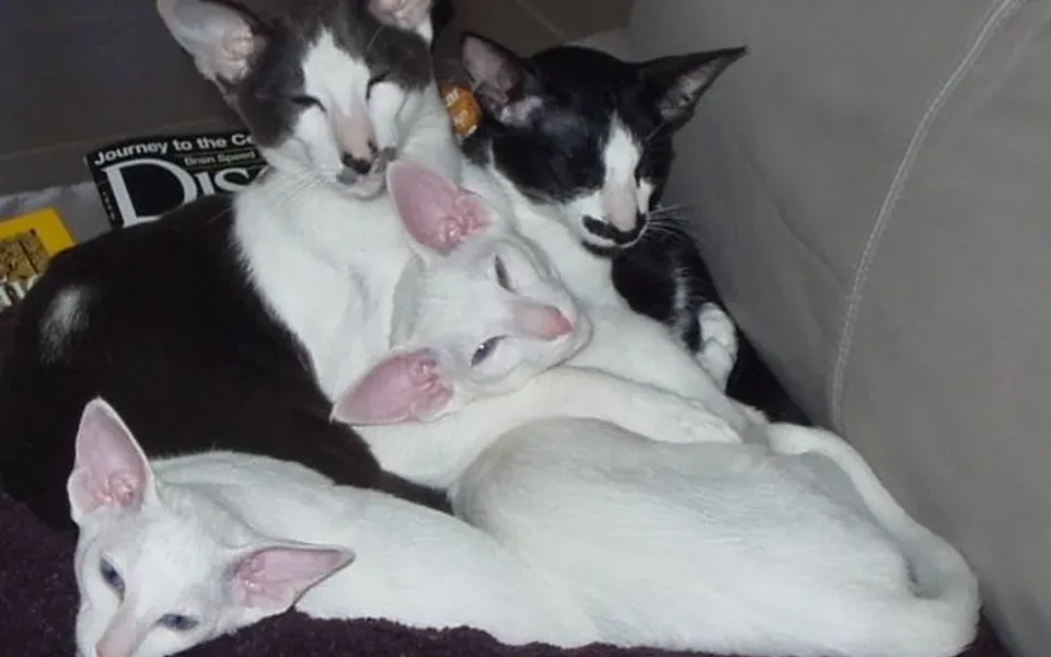 Oriental shorthair, photographie de la race