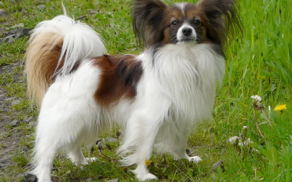 Papillon, photographie de la race
