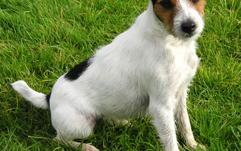 Parson Russell terrier, photographie de la race
