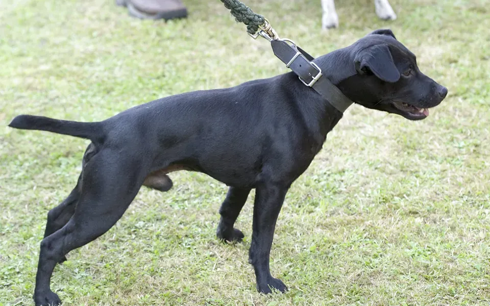 Patterdale Terrier, photographie de la race