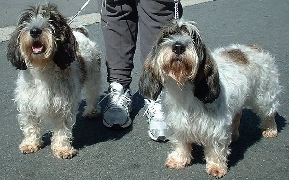 Petit basset griffon Vendéen, photographie de la race