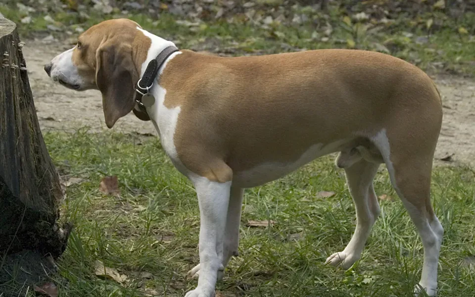 Petit chien courant suisse, photographie de la race