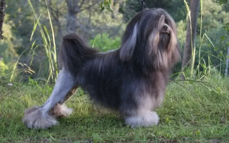 Petit chien lion, photographie de la race