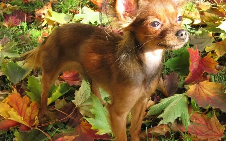 Petit chien russe, photographie de la race