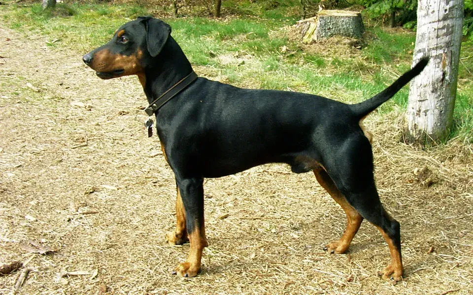 Pinscher allemand, photographie de la race