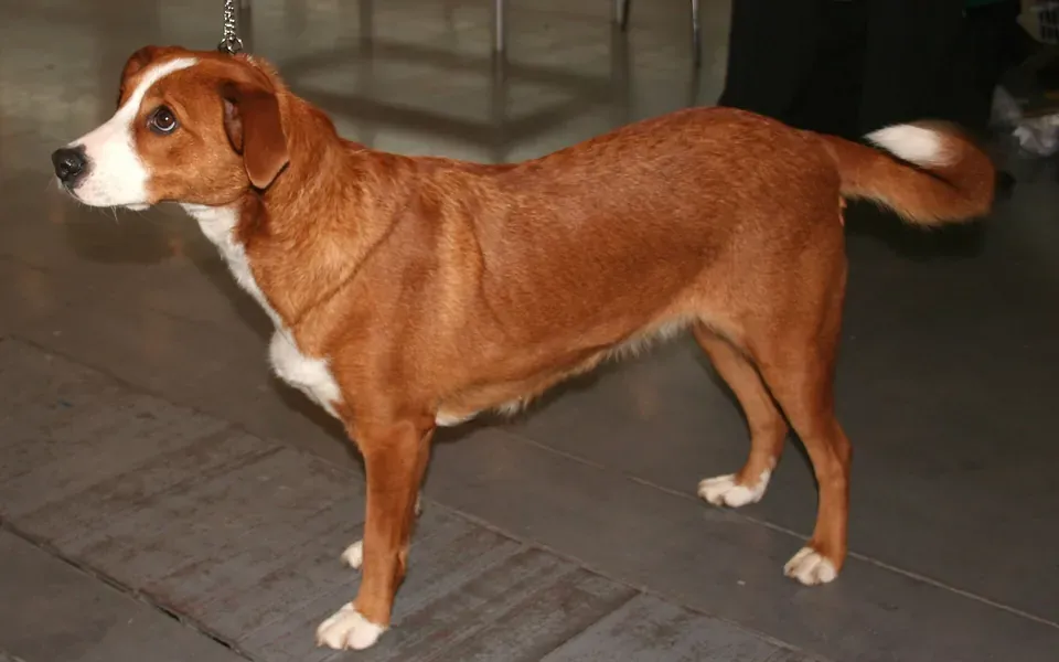 Pinscher autrichien, photographie de la race