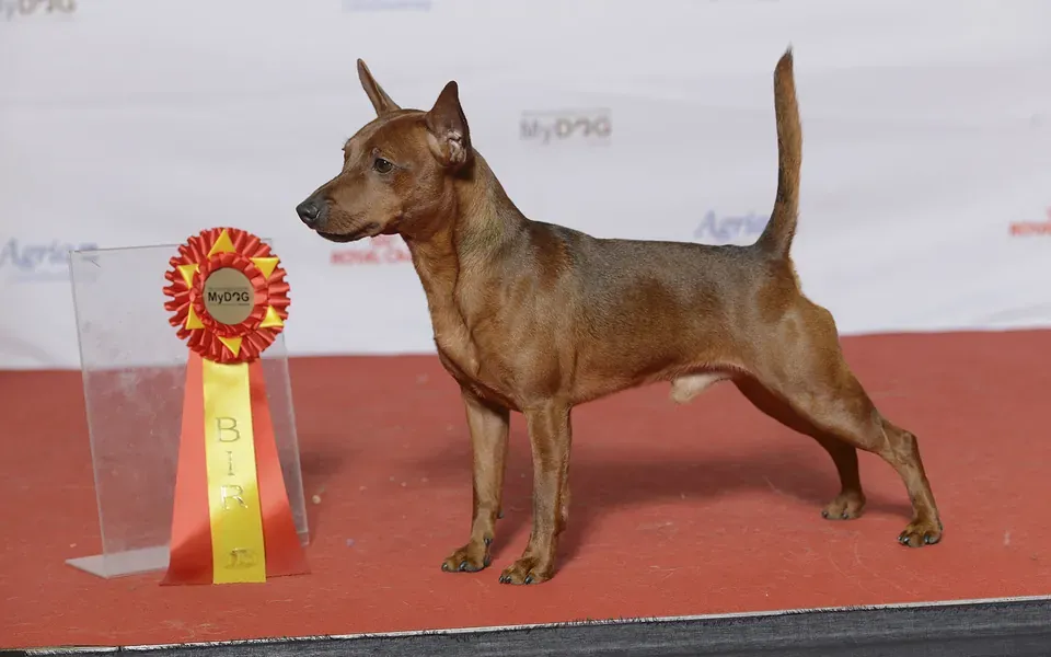 Pinscher nain, photographie de la race