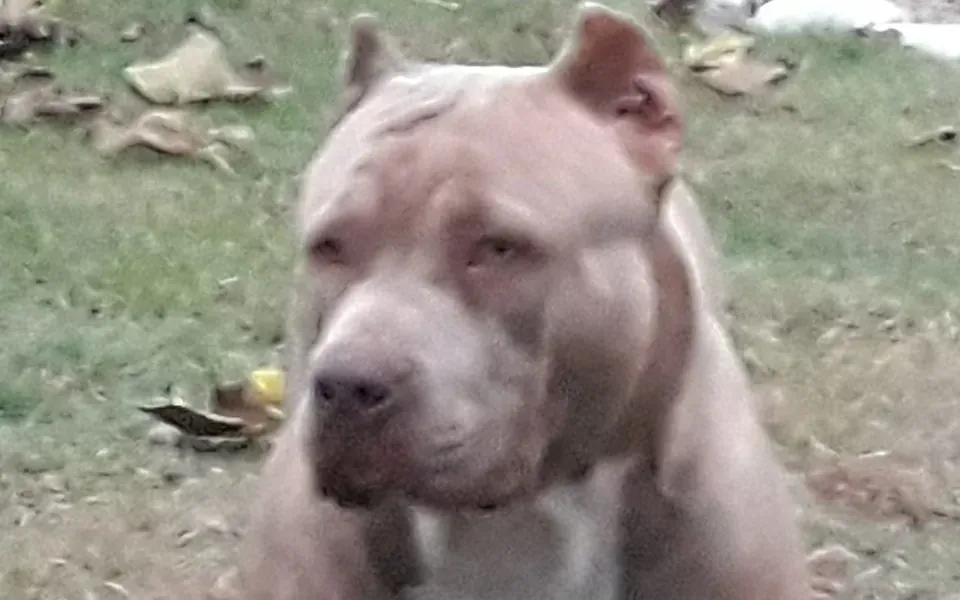 Chien de race Pit Monster, portrait en gros plan