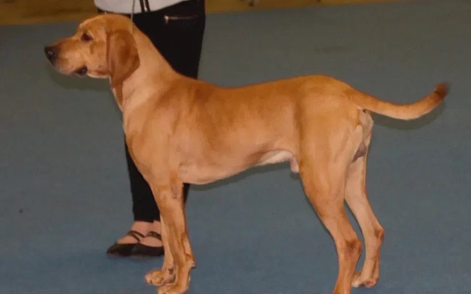 Plott Hound, photographie de la race