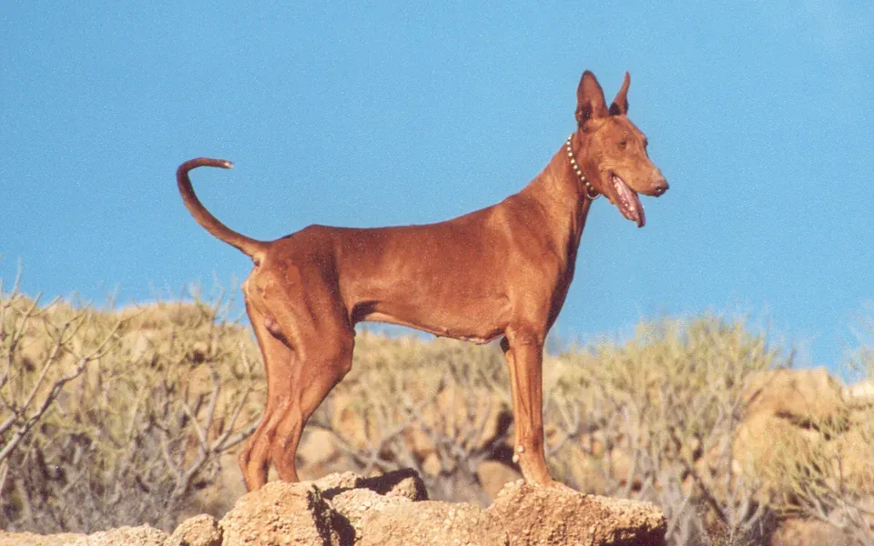 Podenco canario, photographie de la race