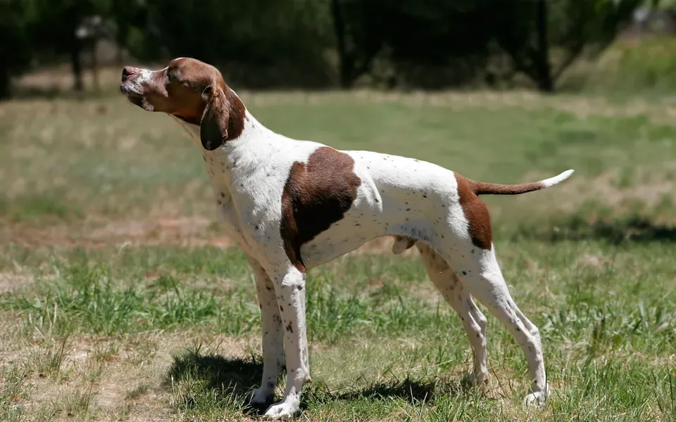 Pointer anglais, photographie de la race