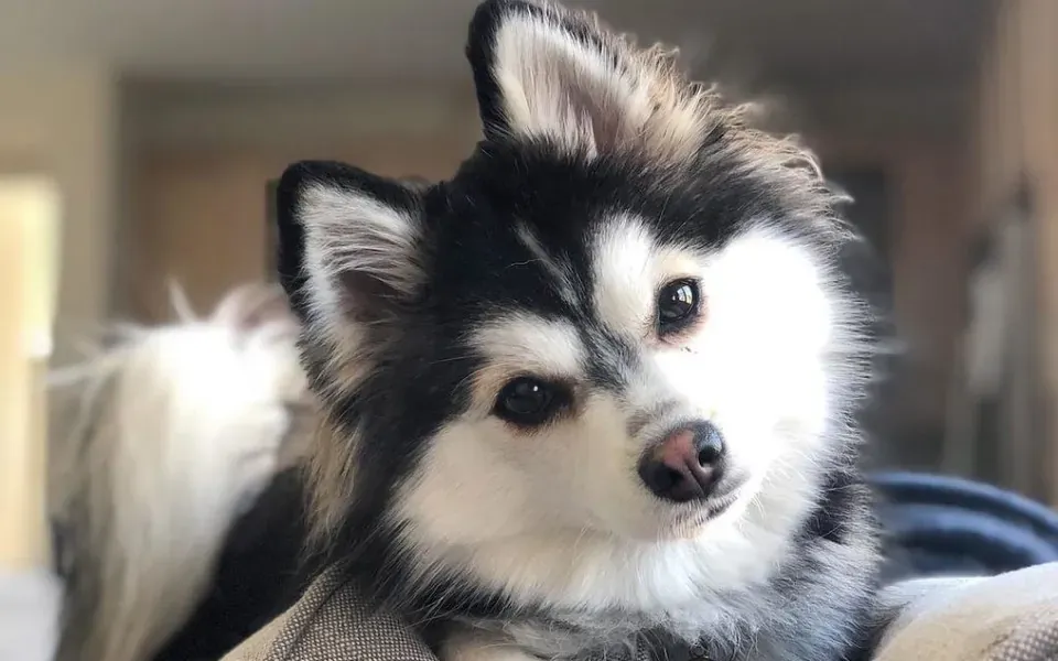 Pomsky, photographie de la race