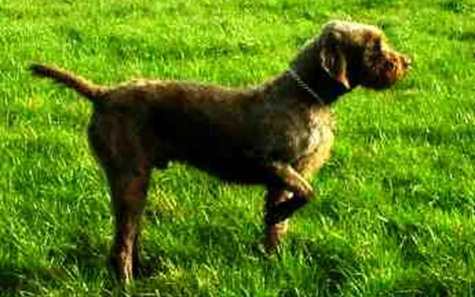 Pudelpointer, photographie de la race