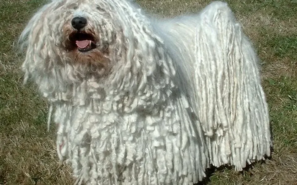 Puli, photographie de la race