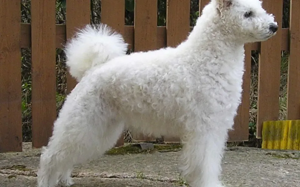 Pumi, photographie de la race