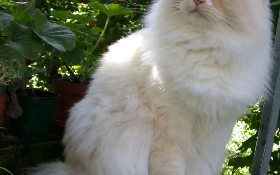 Ragamuffin, photographie de la race