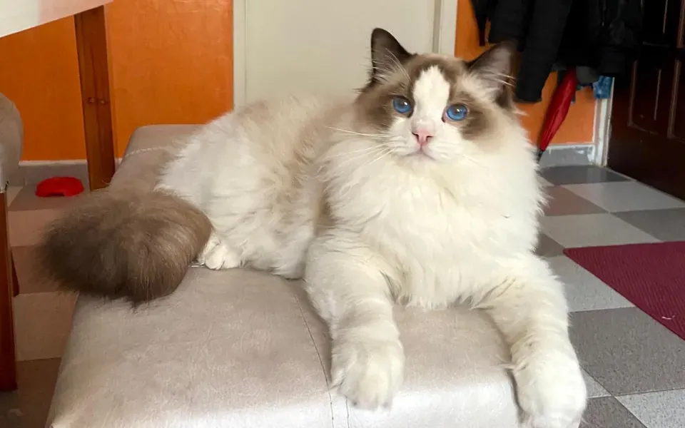 Ragdoll, photographie de la race