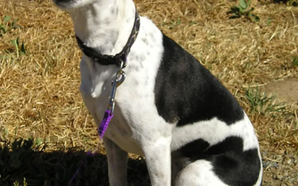 Rat Terrier, photographie de la race