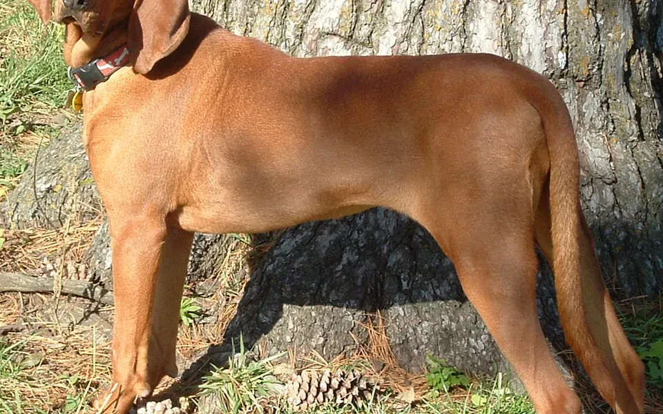 Redbone, photographie de la race