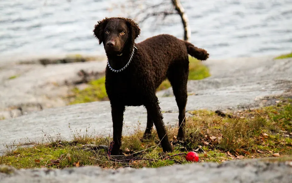 Retriever à poil bouclé, photographie de la race