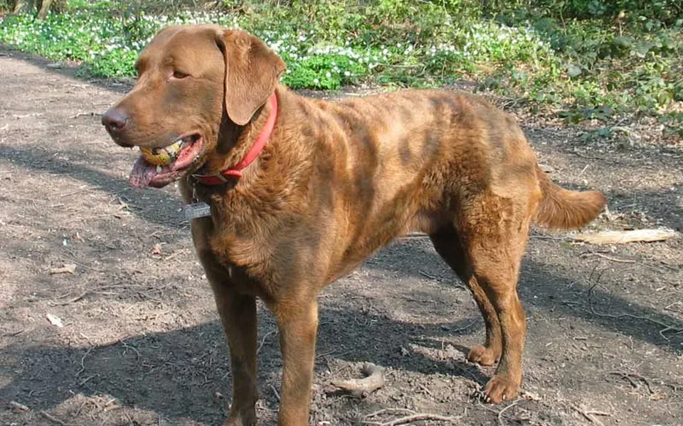 Retriever de la baie de Chesapeake, photographie de la race