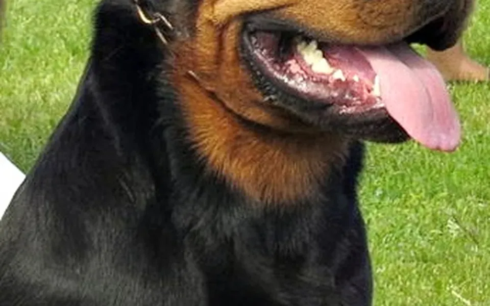 Rottweiler, photographie de la race