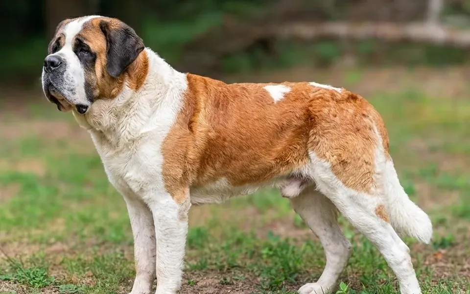 Saint-bernard, photographie de la race