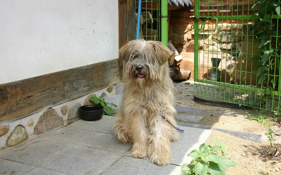 Sapsali, photographie de la race