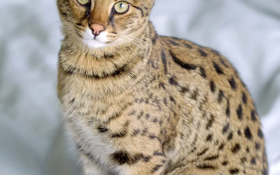 Savannah, photographie de la race