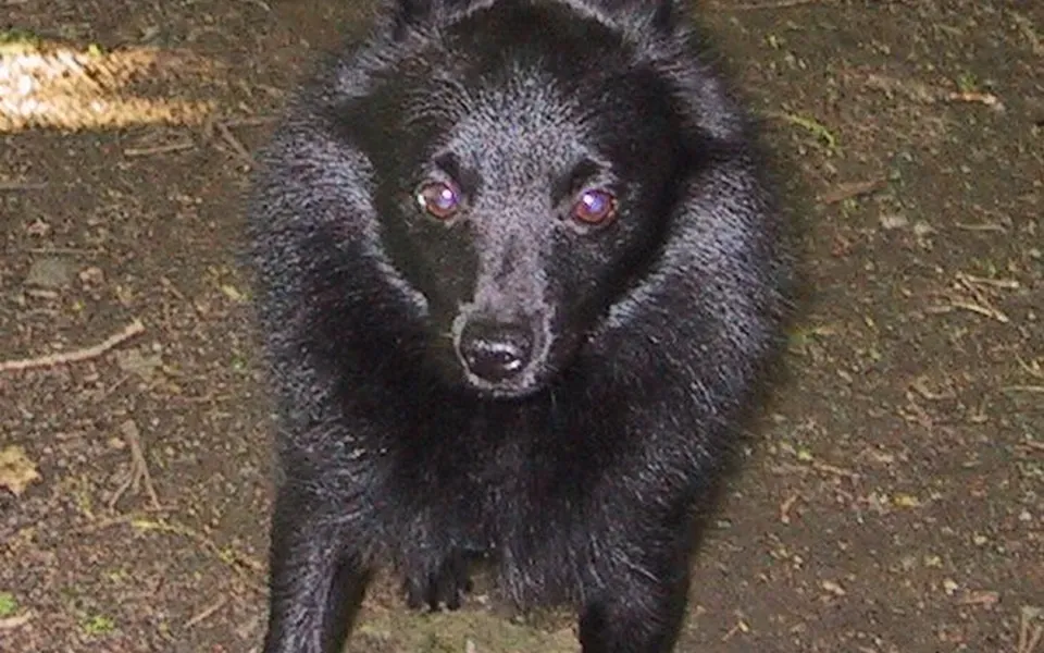 Schipperke, photographie de la race