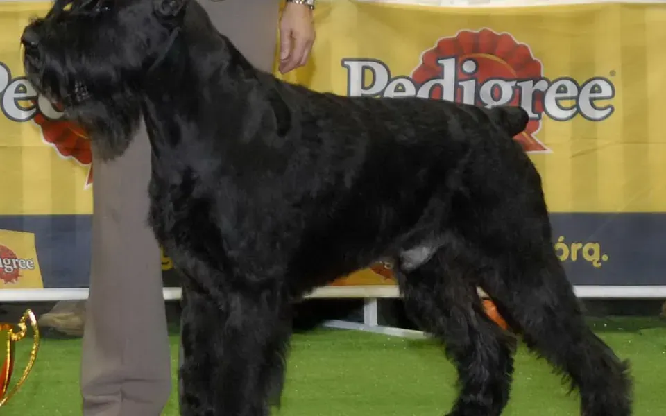 Schnauzer géant, photographie de la race