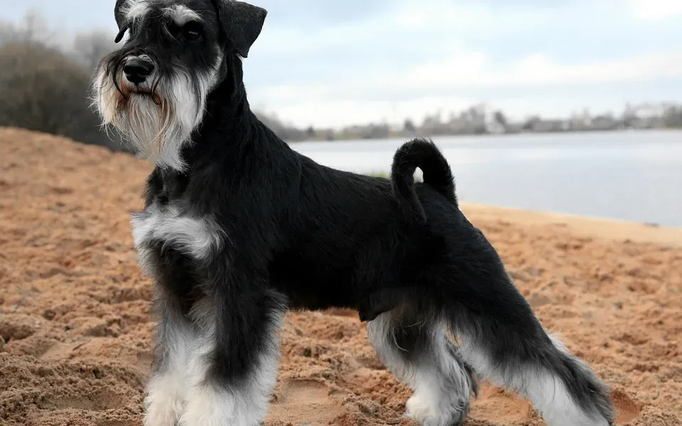 Schnauzer miniature, photographie de la race