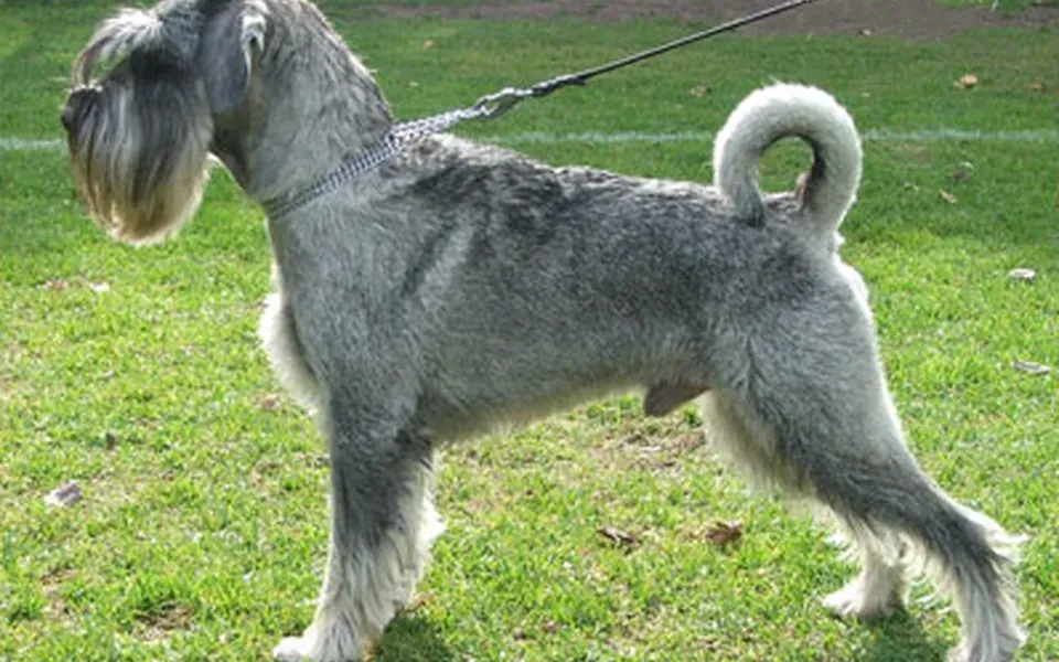 Schnauzer moyen, photographie de la race