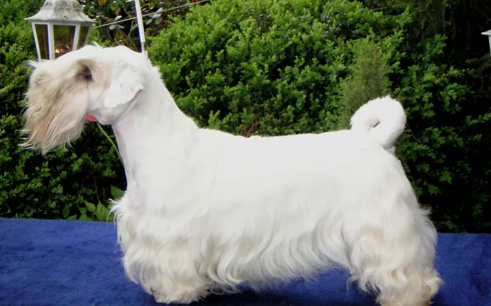 Sealyham Terrier, photographie de la race