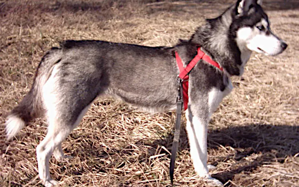 Seppala Siberian Sleddog, photographie de la race