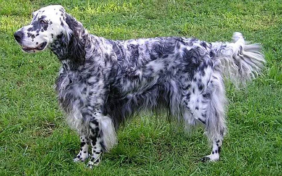 Setter anglais, photographie de la race