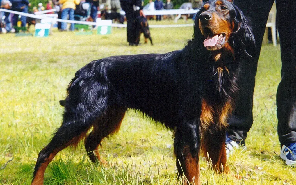 Setter Gordon, photographie de la race