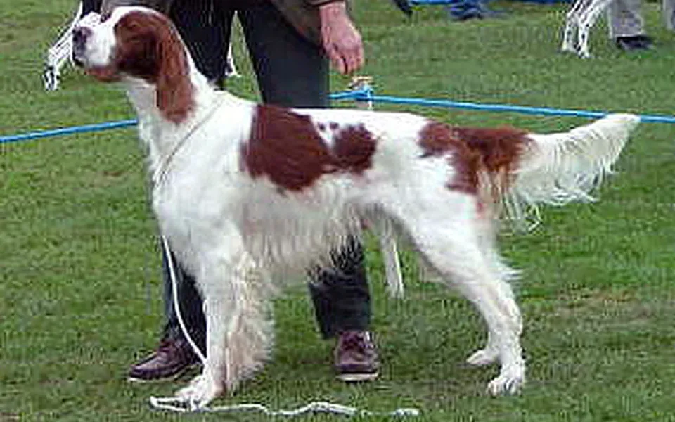 Setter irlandais rouge et blanc, photographie de la race