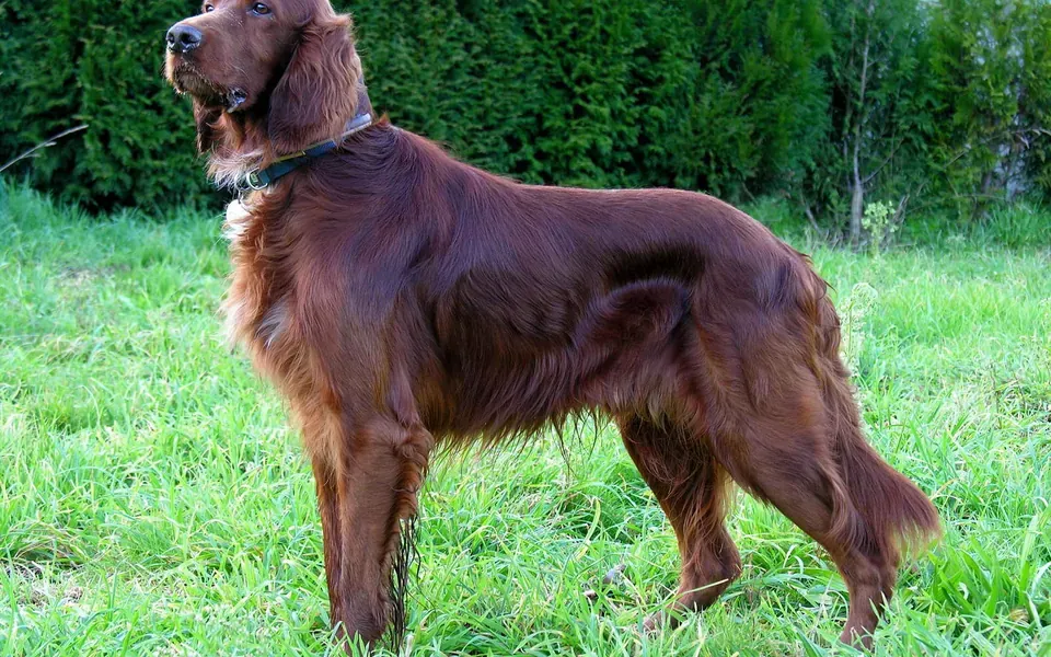 Setter irlandais, photographie de la race