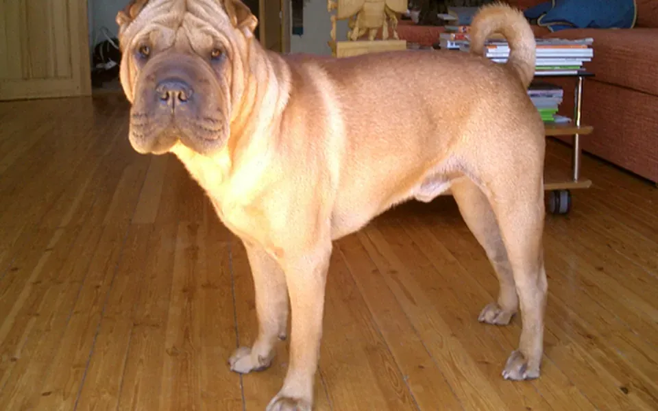 Shar Pei, photographie de la race