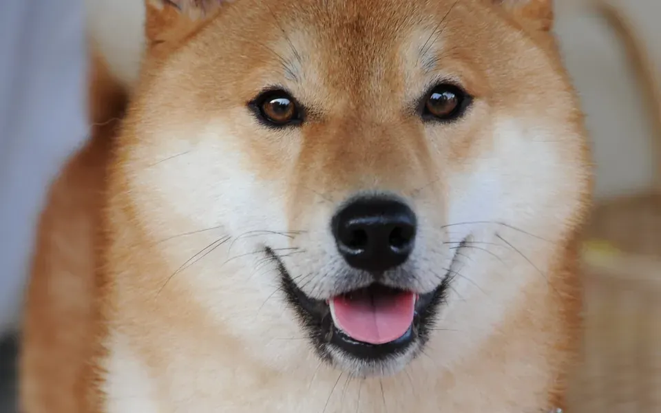 Shiba Inu, photographie de la race
