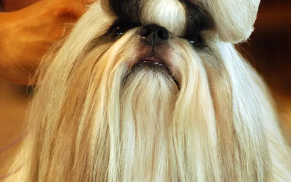 Shih Tzu, photographie de la race