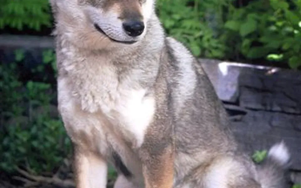 Shikoku, photographie de la race