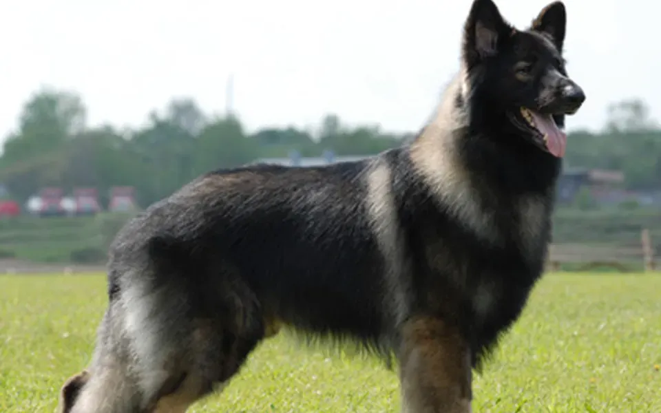 Shiloh Shepherd Dog, photographie de la race