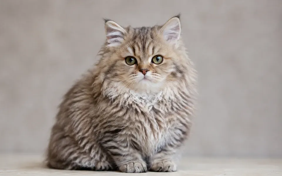 Chat de race Skookum au poil mi-long ondulé, illustration