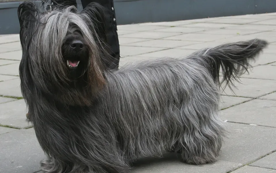 Skye terrier, photographie de la race