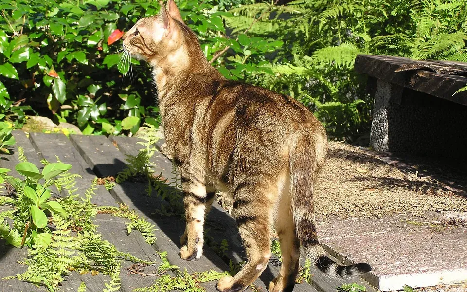 Sokoké, photographie de la race